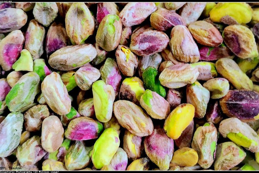 The Role of Protein in a Healthy Diet
